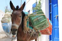 Fully packed donkey  