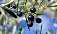 Olive groves along the eastern bank