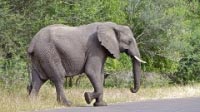 Elephants in Kruger National Park